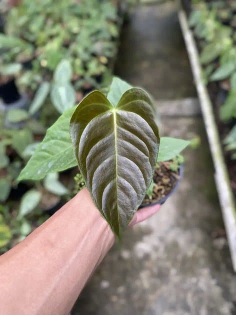 Anthurium Veitchii Black — Anthuriums for sale on Inflos