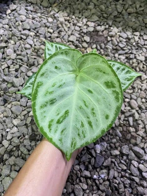 Silver Chrome — Anthuriums for sale on Inflos