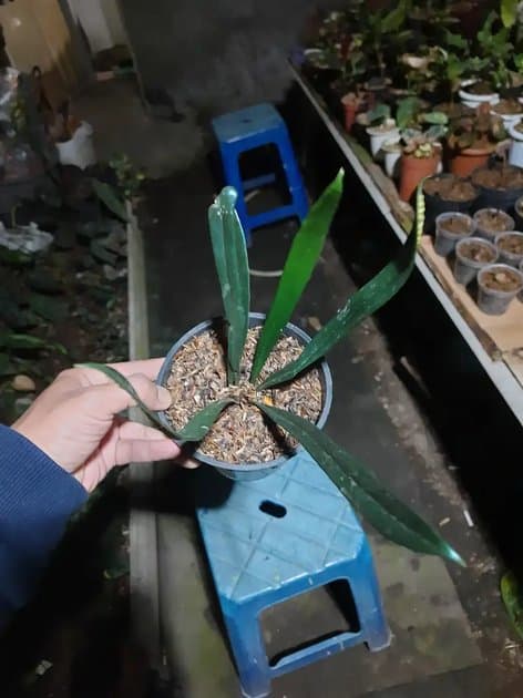 Microsorum Thailandicum — Platycerium for sale on Inflos