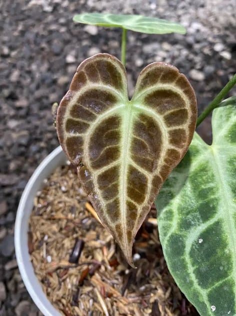 King Of Clarinervium — Anthuriums for sale on Inflos