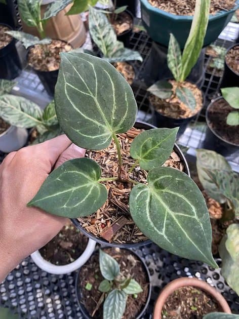King Of Spades — Anthuriums for sale on Inflos