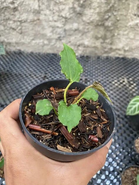 Anthurium Muchlis x Dark Phoenix — Anthuriums for sale on Inflos
