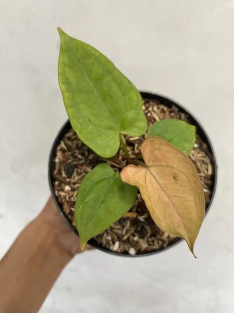 Papillilaminum Mint Pink — Anthuriums for sale on Inflos