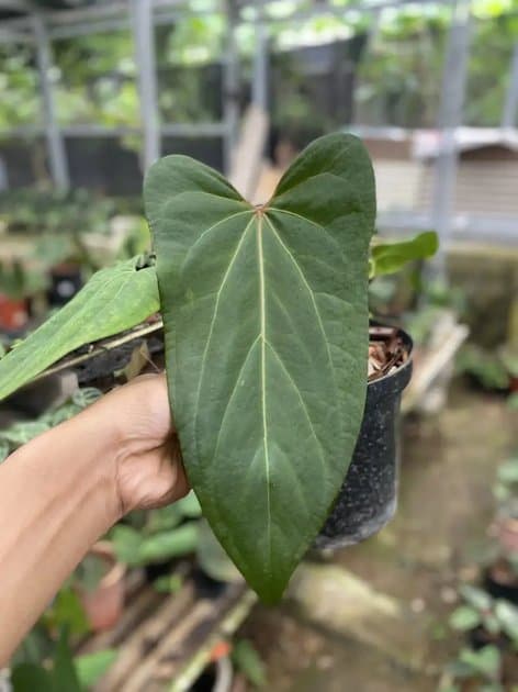 King Of Spades x Papillilaminum — Anthuriums for sale on Inflos