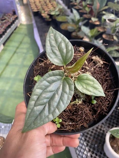 A Luxurian — Anthuriums for sale on Inflos