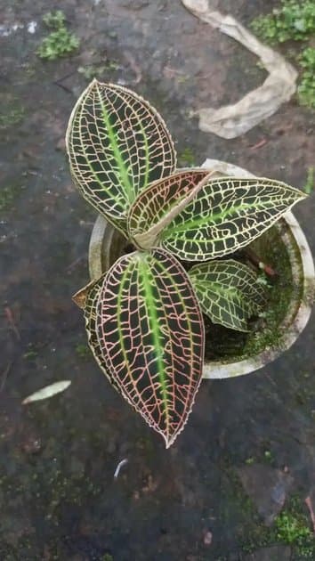 Jewel Orchid Sanderiana Sp Papua — Orchids for sale on Inflos