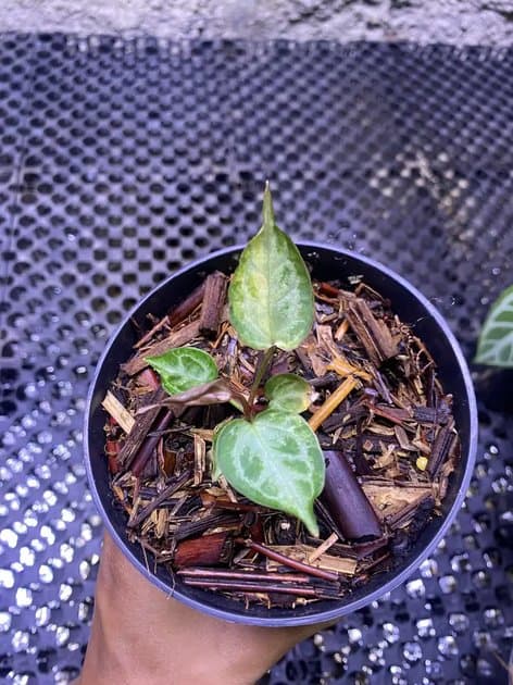 Anthurium Muchlis x Rc Variegata — Anthuriums for sale on Inflos