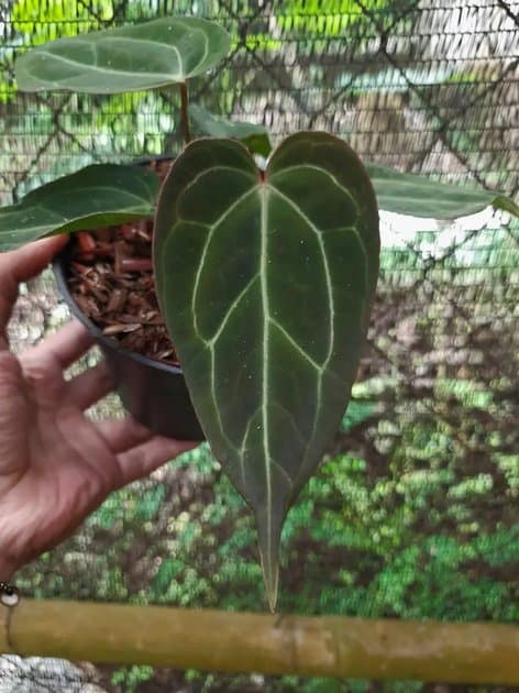 Anthurium Carlablackiae x — Anthuriums for sale on Inflos