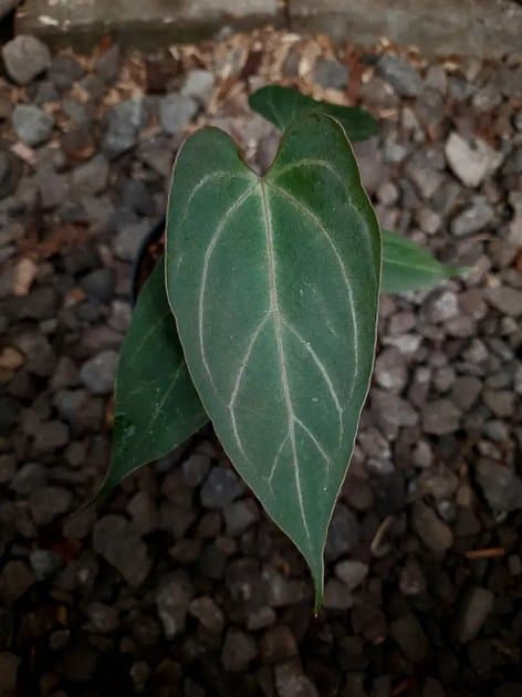 Anthurium King Of Spades Butterfly — Anthuriums for sale on Inflos