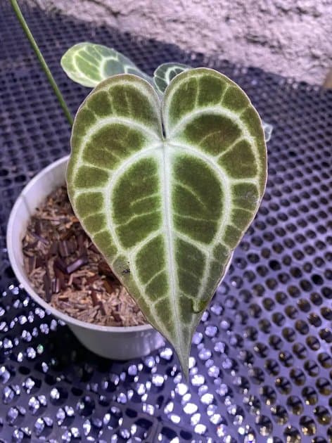 King Of Clarinervium — Anthuriums for sale on Inflos