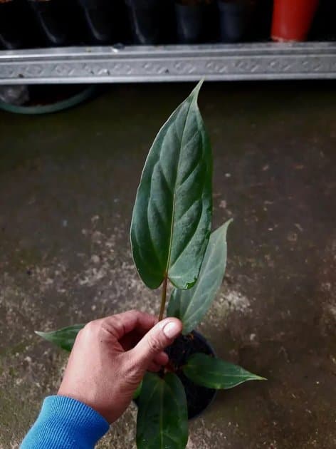 Anthurium King Of Spades Mutasi — Anthuriums for sale on Inflos