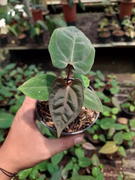 Anthurium Rvdp — Anthuriums for sale on Inflos