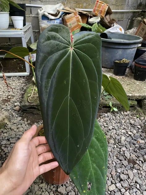 Mother Plant Anthurium Papillilaminum Legend — Anthuriums for sale on Inflos