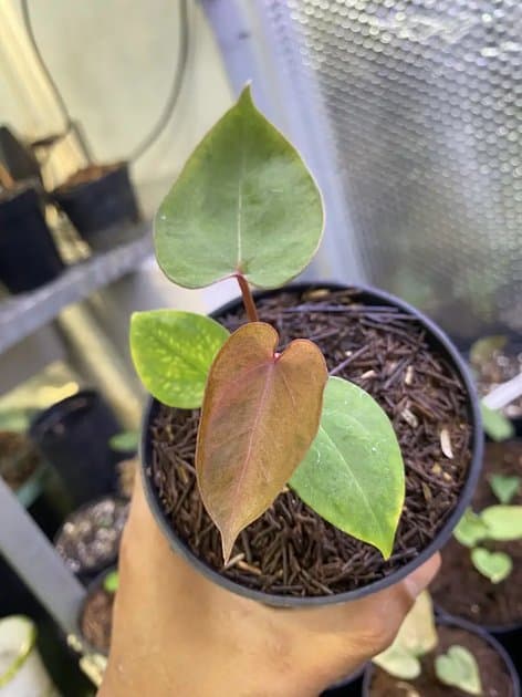 Papillilaminum Mint Pink — Anthuriums for sale on Inflos