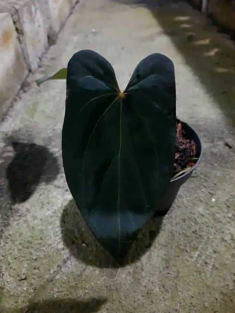Anthurium Blue x One — Anthuriums for sale on Inflos