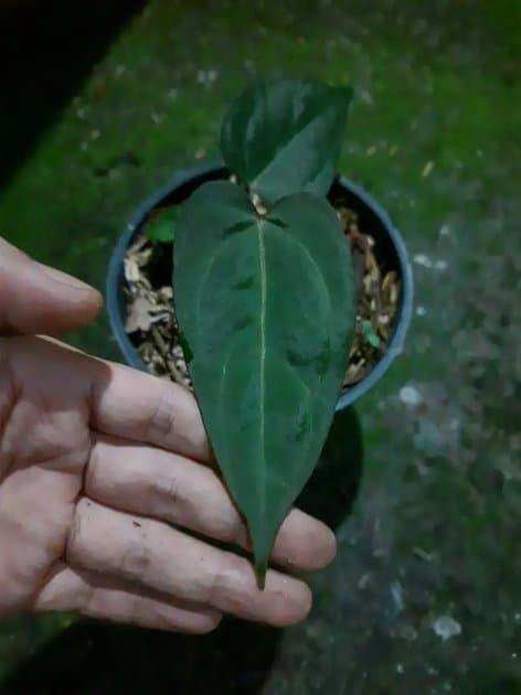 Anthurium Blue Papillilaminum — Anthuriums for sale on Inflos