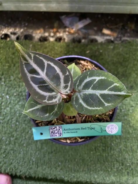 Red Tiger — Anthuriums for sale on Inflos