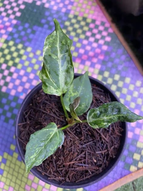 Crystallinum Mutation Variegata — Anthuriums for sale on Inflos