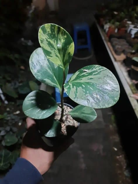 Peperomia Obtusifolia Variegata — Others for sale on Inflos