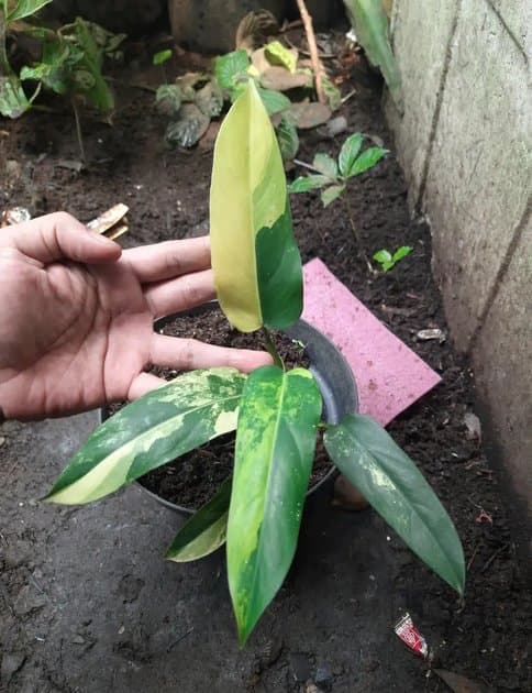 Philodendron Domesticum Variegata — Philodendrons for sale on Inflos
