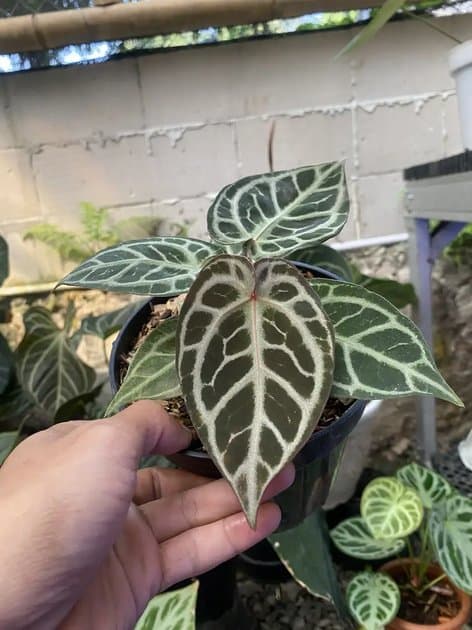A Red Tiger — Anthuriums for sale on Inflos