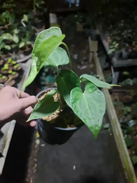 Anthurium King Clarinervium Mutasi — Anthuriums for sale on Inflos