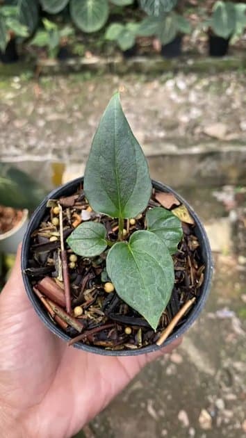 King Of Spades Butterfly — Anthuriums for sale on Inflos