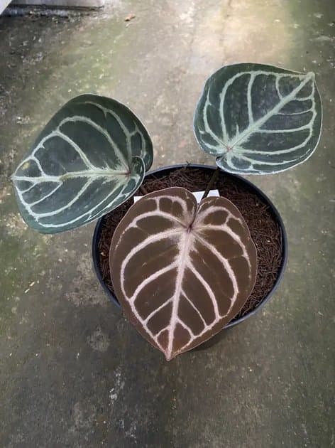 Red Tezula x KOS — Anthuriums for sale on Inflos