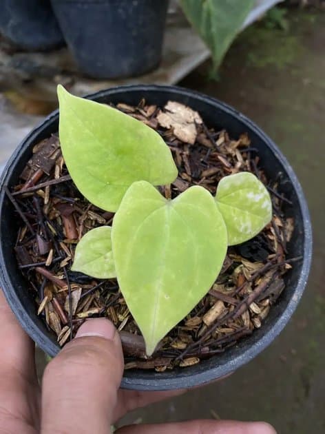 Golden King Of Spades — Anthuriums for sale on Inflos