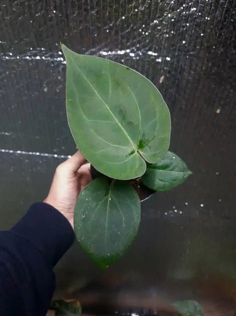 Anthurium King Of Spades — Anthuriums for sale on Inflos