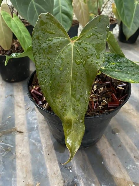 Porti x Papi — Anthuriums for sale on Inflos