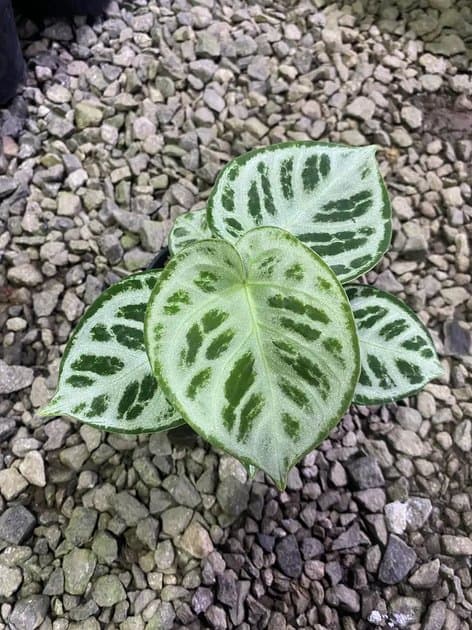 Silver Chrome — Anthuriums for sale on Inflos