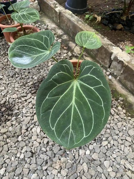 Anthurium King Of Spades Big Size — Anthuriums for sale on Inflos