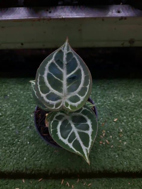 Anthurium Red Tiger — Anthuriums for sale on Inflos