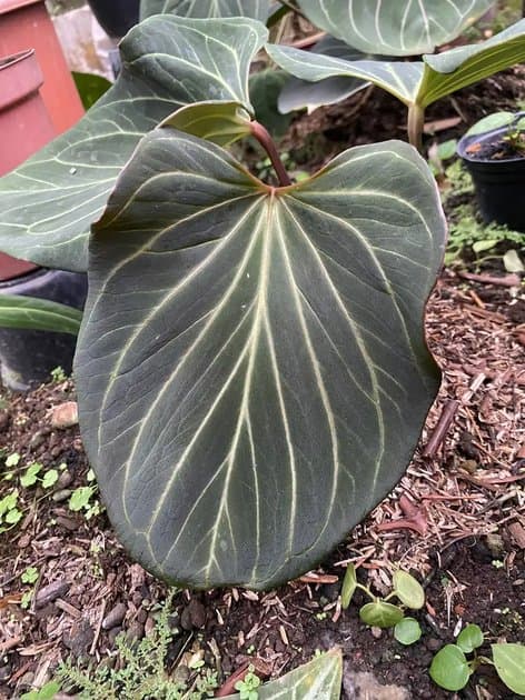 King Of Spades Butterfly Clone — Anthuriums for sale on Inflos