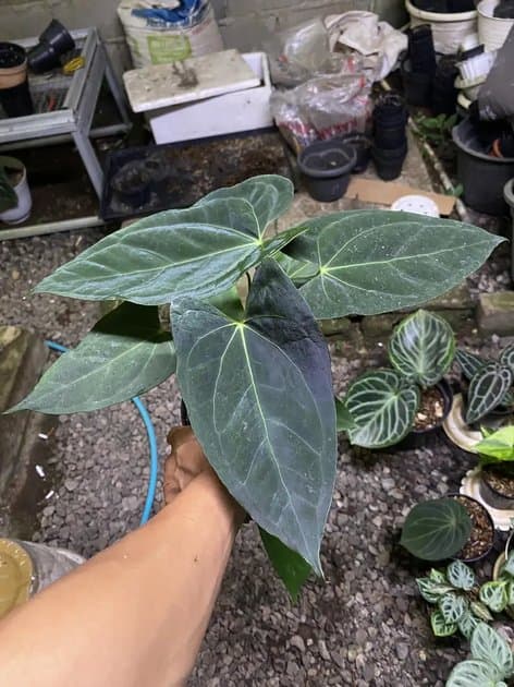 Papillilaminum Legend — Anthuriums for sale on Inflos