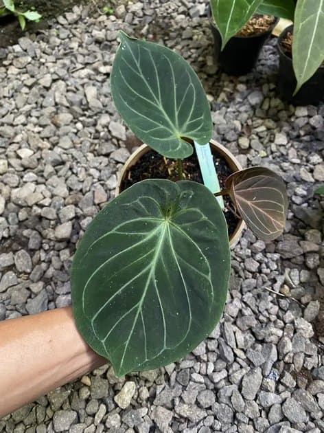 Anthurium King Of Spades — Anthuriums for sale on Inflos