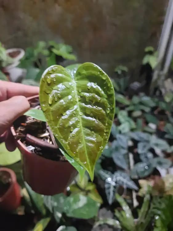 Anthurium Black Veitchii — Anthuriums for sale on Inflos
