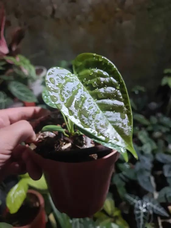 Anthurium Black Veitchii — Anthuriums for sale on Inflos