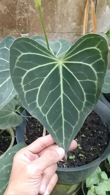 Anthurium Delta Force Ori Seedling — Anthuriums for sale on Inflos
