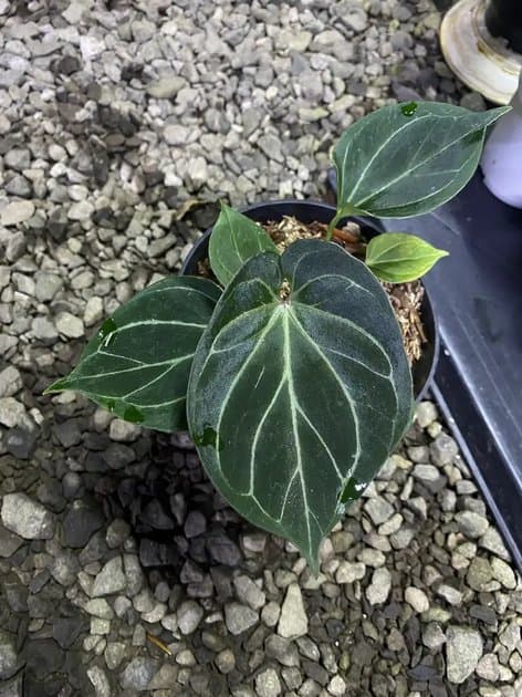 King Of Spades — Anthuriums for sale on Inflos