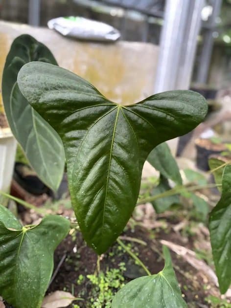 Anthurium Portillae — Anthuriums for sale on Inflos