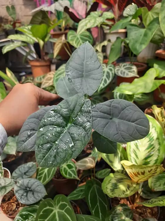 Alocasia Maharani Black — Alocasias for sale on Inflos