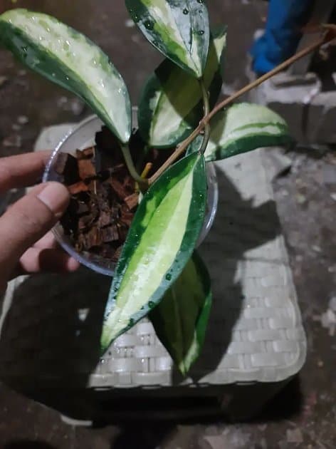 Hoya Macrophyla Quennsy — Hoyas for sale on Inflos