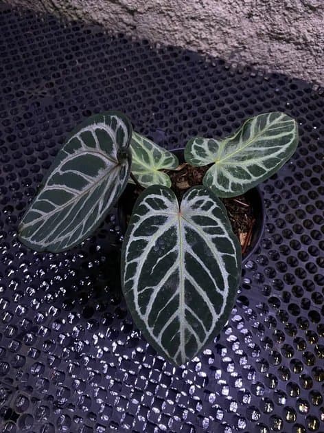 King Of Spades x Red Crystallinum — Anthuriums for sale on Inflos