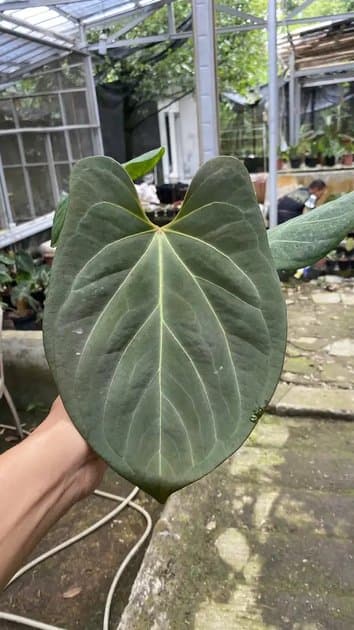 King Of Spades x Papillilaminum — Anthuriums for sale on Inflos