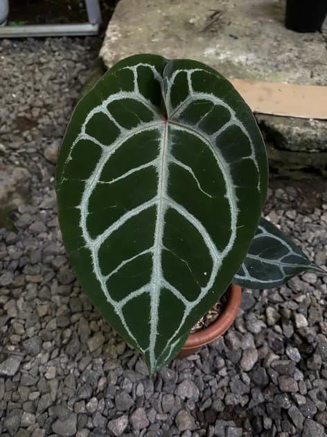 Anthurium Michele — Anthuriums for sale on Inflos