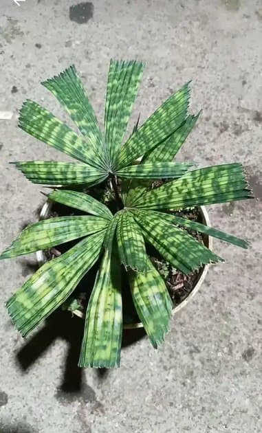 Palm Licuala Mattanrnensi Mapu Variegata — Orchids for sale on Inflos