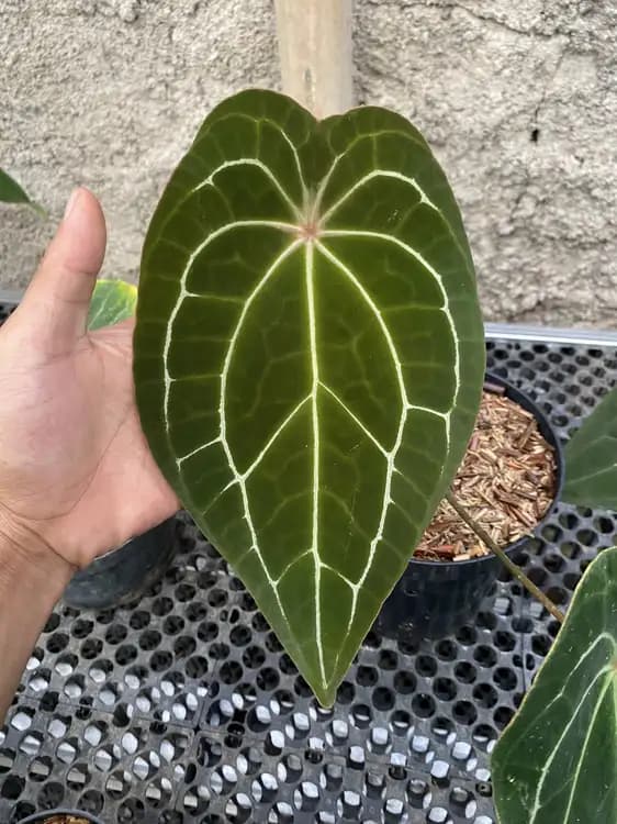 Forgetii x Crystallinum — Anthuriums for sale on Inflos