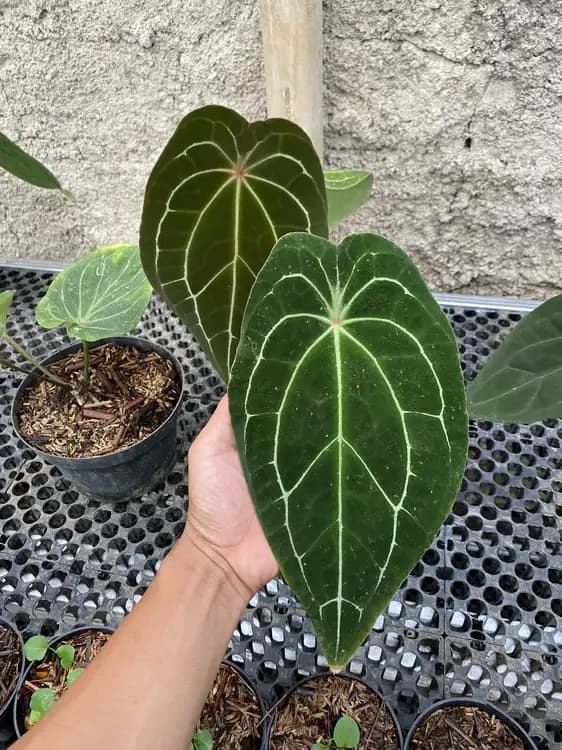 Forgetii x Crystallinum — Anthuriums for sale on Inflos